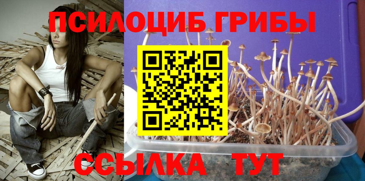 Псилоцибиновые грибы Psilocybe Каменск-Уральский